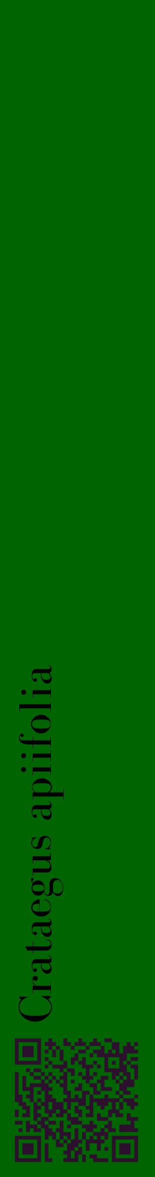 Étiquette de : Crataegus apiifolia - format c - style noire8_basiquebod avec qrcode et comestibilité