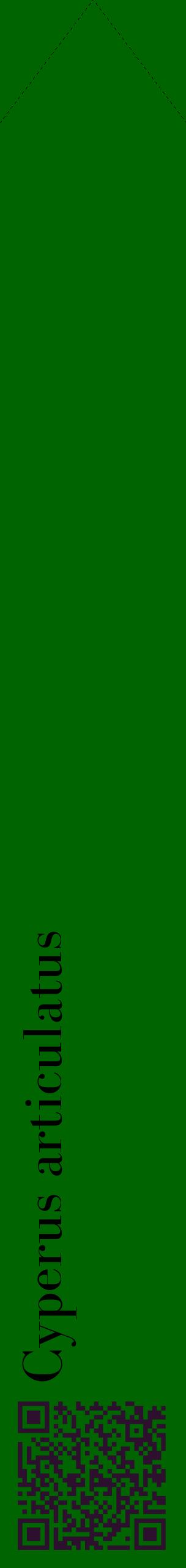Étiquette de : Cyperus articulatus - format c - style noire8_simplebod avec qrcode et comestibilité