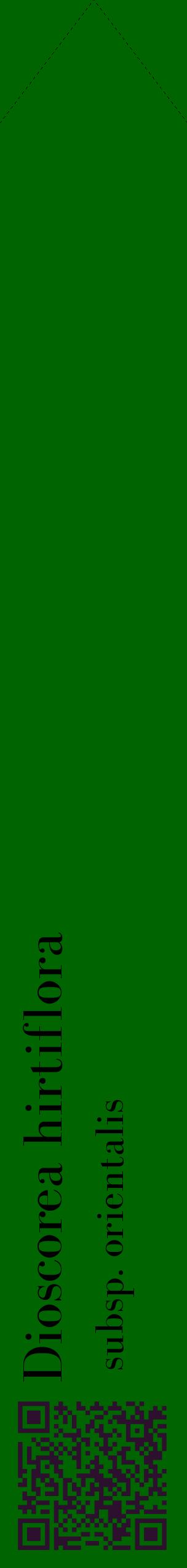 Étiquette de : Dioscorea hirtiflora subsp. orientalis - format c - style noire8_simplebod avec qrcode et comestibilité
