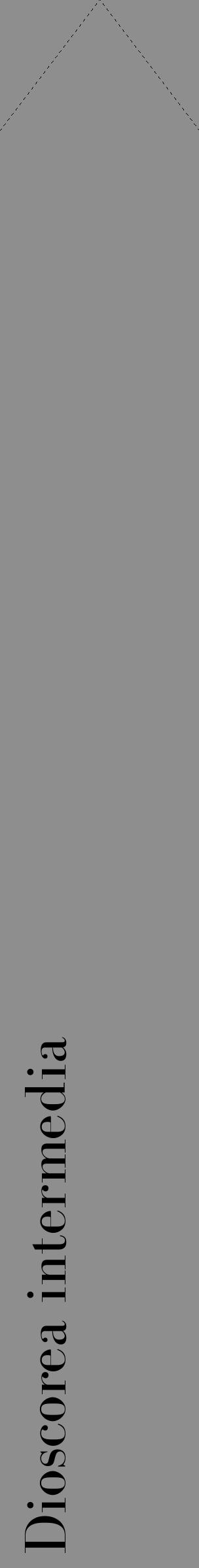 Étiquette de : Dioscorea intermedia - format c - style noire25_simple_simplebod avec comestibilité - position verticale