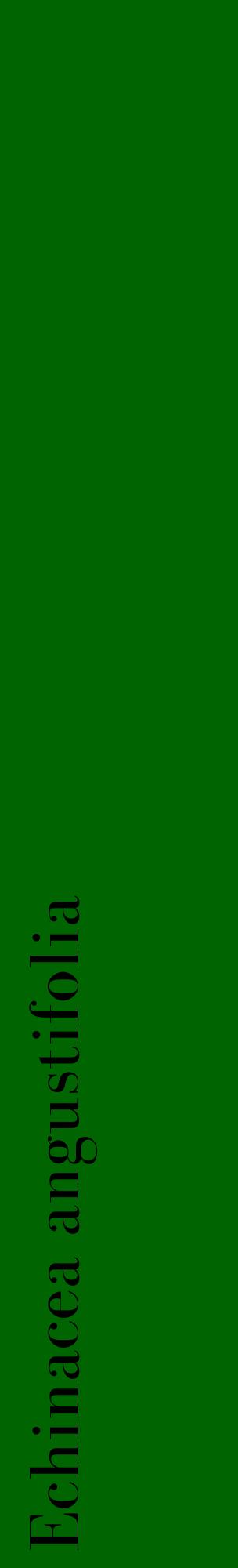 Étiquette de : Echinacea angustifolia - format c - style noire8_basiquebod avec comestibilité