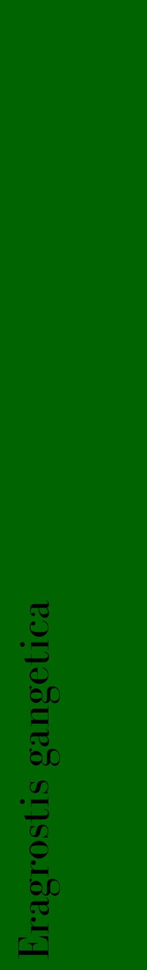 Étiquette de : Eragrostis gangetica - format c - style noire8_basiquebod avec comestibilité