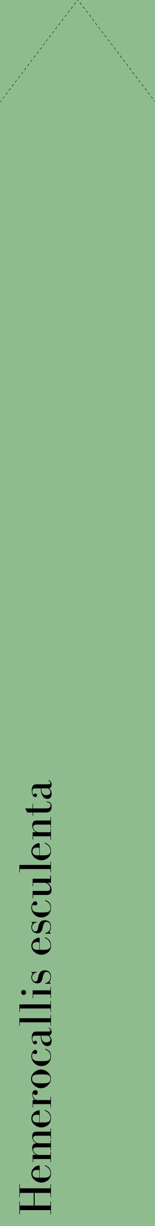 Étiquette de : Hemerocallis esculenta - format c - style noire13_simplebod avec comestibilité
