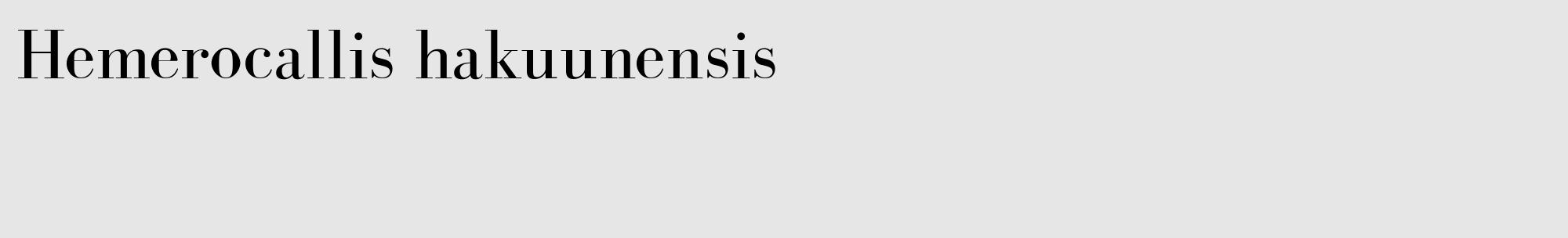 Étiquette de : Hemerocallis hakuunensis - format c - style noire18_basique_basiquebod avec comestibilité