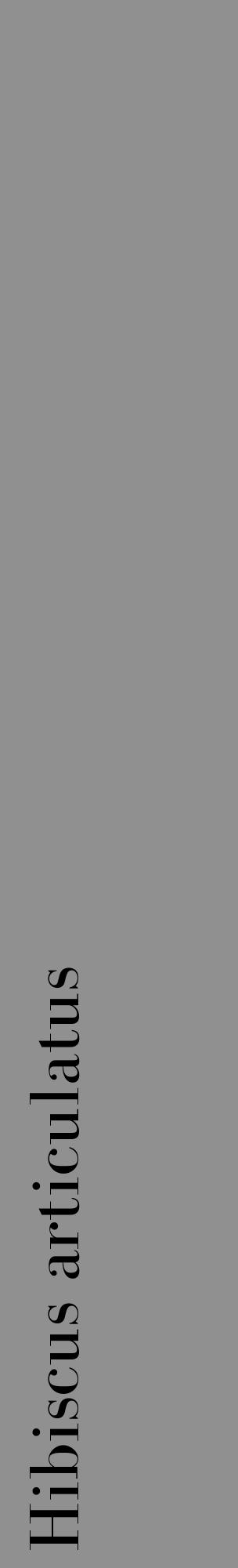 Étiquette de : Hibiscus articulatus - format c - style noire4_basique_basiquebod avec comestibilité - position verticale