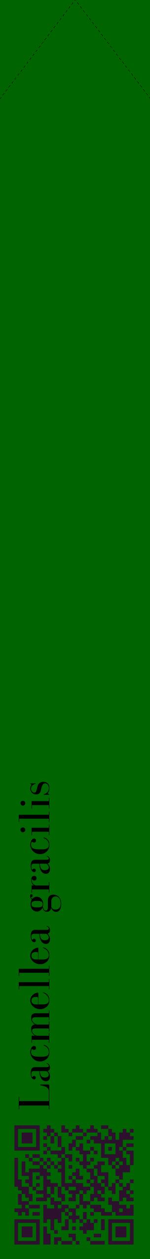 Étiquette de : Lacmellea gracilis - format c - style noire8_simplebod avec qrcode et comestibilité