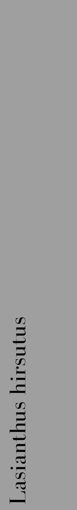 Étiquette de : Lasianthus hirsutus - format c - style noire24_basique_basiquebod avec comestibilité - position verticale