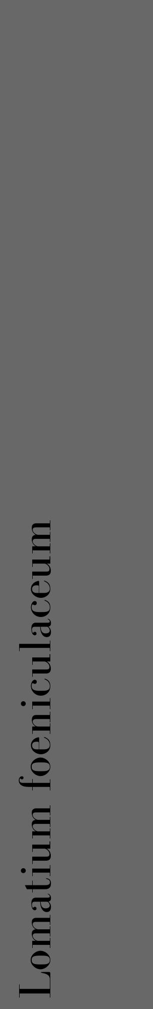 Étiquette de : Lomatium foeniculaceum - format c - style noire6_basique_basiquebod avec comestibilité - position verticale