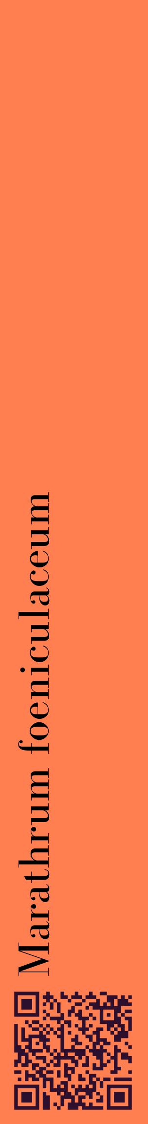Étiquette de : Marathrum foeniculaceum - format c - style noire24_basiquebod avec qrcode et comestibilité