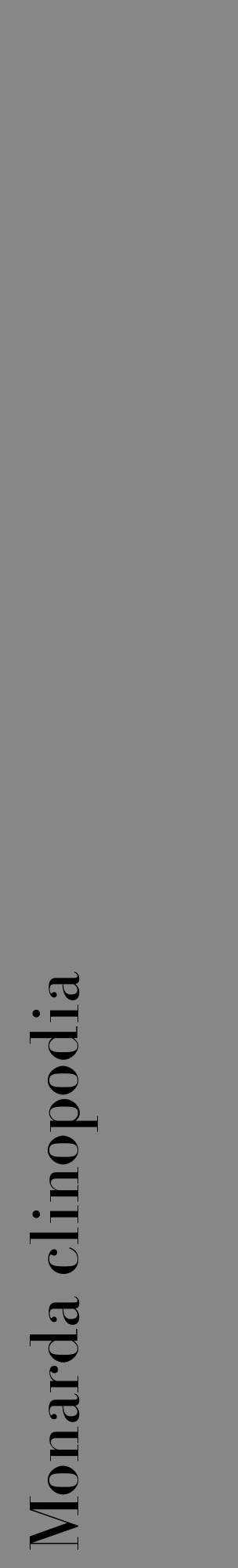 Étiquette de : Monarda clinopodia - format c - style noire12_basique_basiquebod avec comestibilité - position verticale