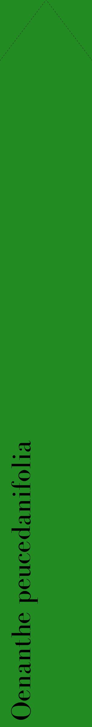 Étiquette de : Oenanthe peucedanifolia - format c - style noire10_simplebod avec comestibilité