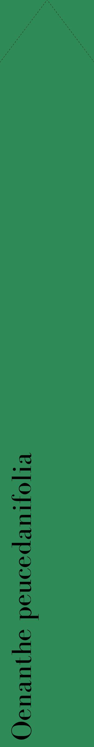 Étiquette de : Oenanthe peucedanifolia - format c - style noire11_simplebod avec comestibilité