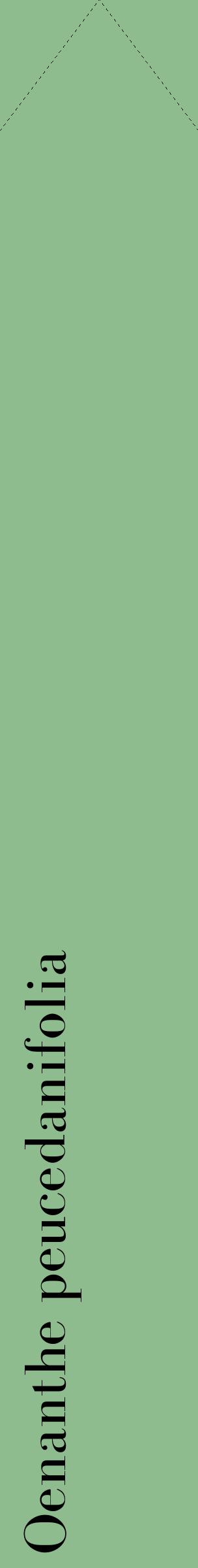 Étiquette de : Oenanthe peucedanifolia - format c - style noire13_simplebod avec comestibilité
