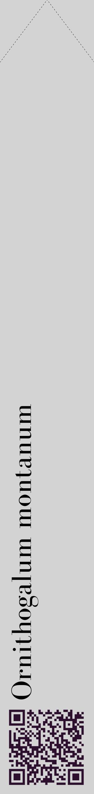 Étiquette de : Ornithogalum montanum - format c - style noire56_simplebod avec qrcode et comestibilité