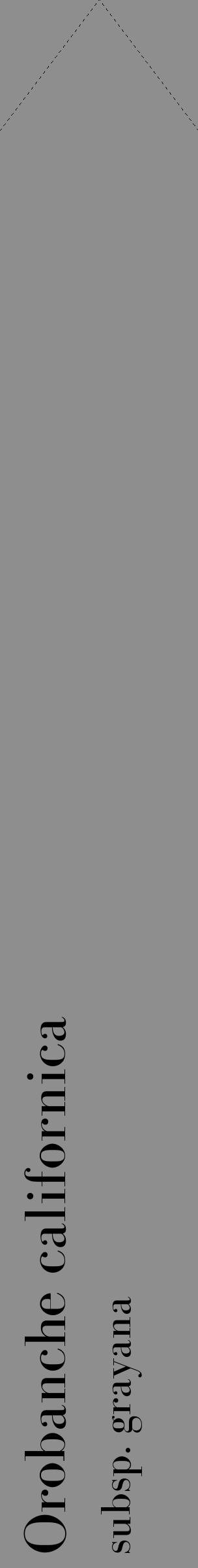 Étiquette de : Orobanche californica subsp. grayana - format c - style noire25_simple_simplebod avec comestibilité - position verticale