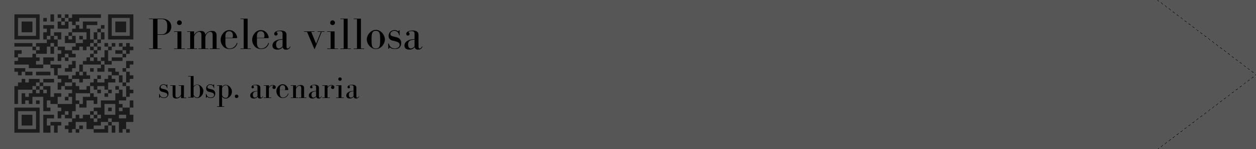 Étiquette de : Pimelea villosa subsp. arenaria - format c - style noire45_simple_simplebod avec qrcode et comestibilité