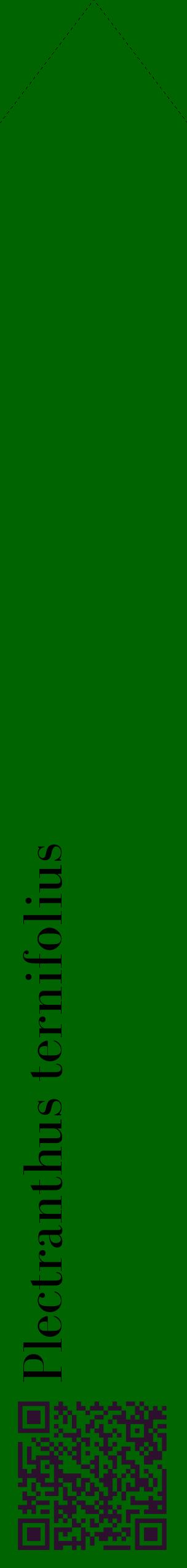 Étiquette de : Plectranthus ternifolius - format c - style noire8_simplebod avec qrcode et comestibilité
