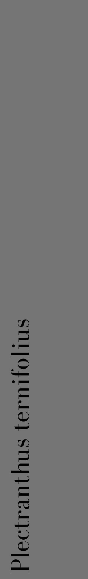 Étiquette de : Plectranthus ternifolius - format c - style noire5_basique_basiquebod avec comestibilité - position verticale