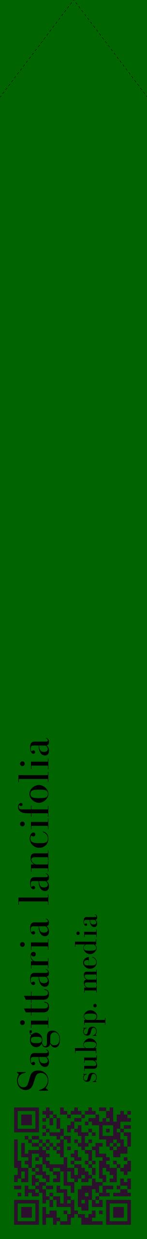 Étiquette de : Sagittaria lancifolia subsp. media - format c - style noire8_simplebod avec qrcode et comestibilité