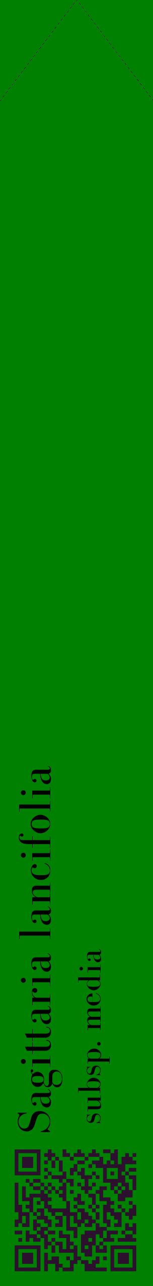 Étiquette de : Sagittaria lancifolia subsp. media - format c - style noire9_simplebod avec qrcode et comestibilité
