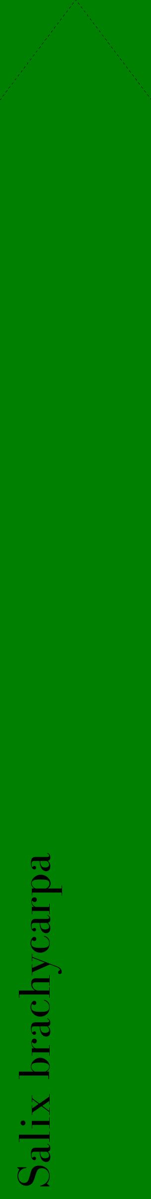 Étiquette de : Salix brachycarpa - format c - style noire9_simplebod avec comestibilité