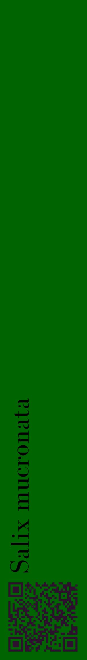 Étiquette de : Salix mucronata - format c - style noire8_basiquebod avec qrcode et comestibilité