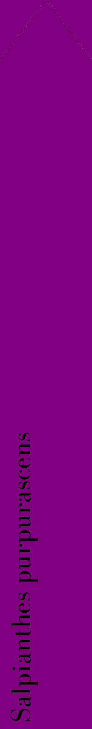 Étiquette de : Salpianthes purpurascens - format c - style noire46_simplebod avec comestibilité