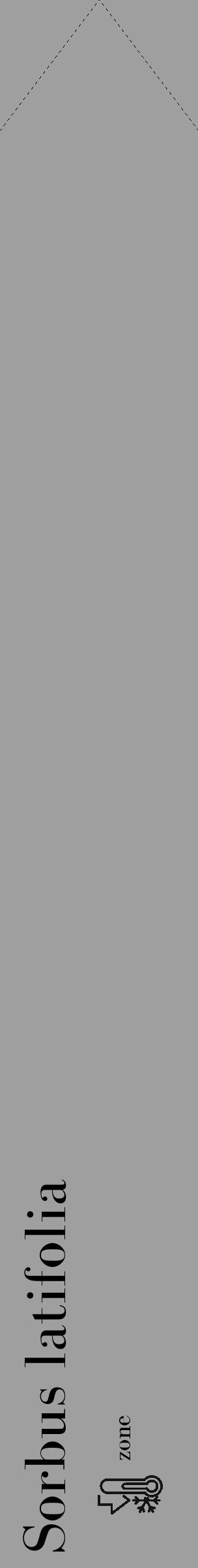 Étiquette de : Sorbus latifolia - format c - style noire24_simple_simplebod avec comestibilité - position verticale