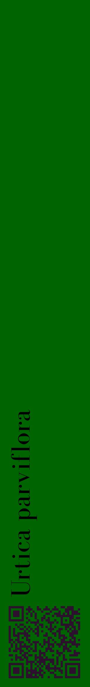 Étiquette de : Urtica parviflora - format c - style noire8_basiquebod avec qrcode et comestibilité