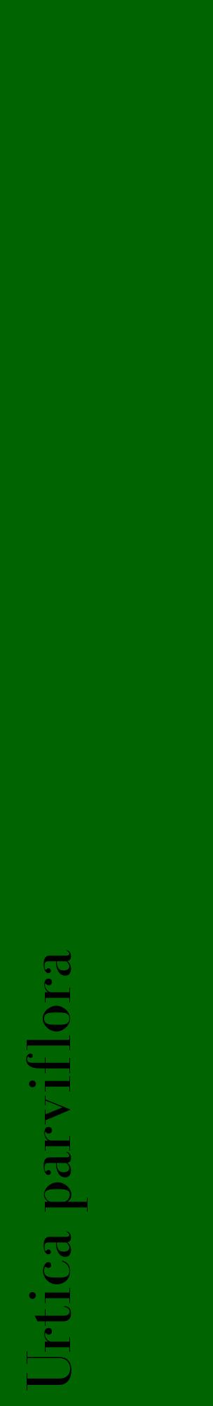 Étiquette de : Urtica parviflora - format c - style noire8_basiquebod avec comestibilité