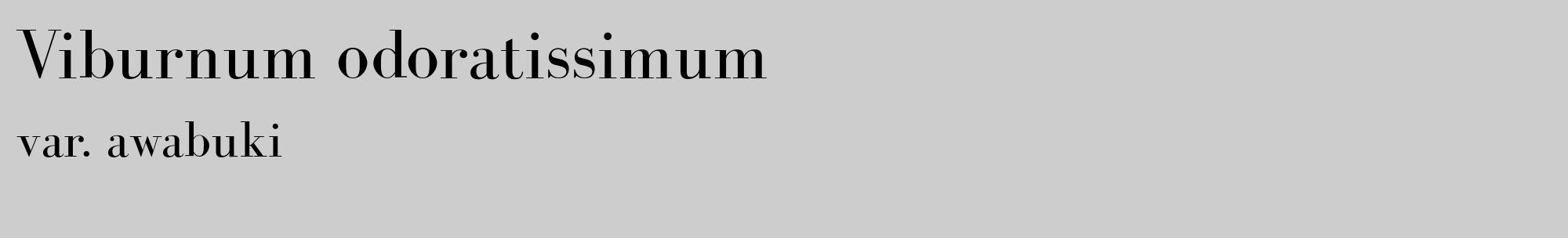 Étiquette de : Viburnum odoratissimum var. awabuki - format c - style noire41_basique_basiquebod avec comestibilité