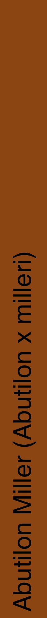 Étiquette de : Abutilon x milleri - format a - style noire30hel avec comestibilité