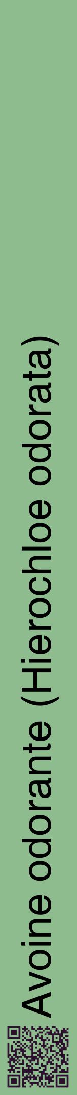 Étiquette de : Hierochloe odorata - format a - style noire13hel avec qrcode et comestibilité