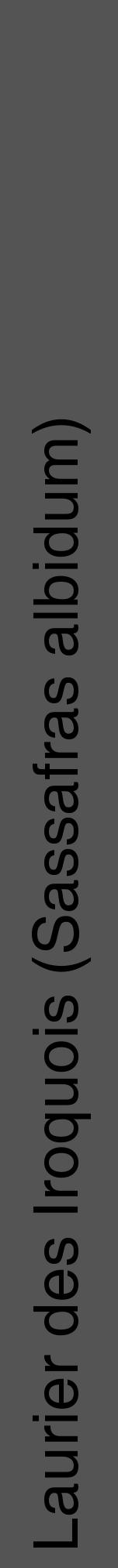 Étiquette de : Sassafras albidum - format a - style noire30hel avec comestibilité - position verticale