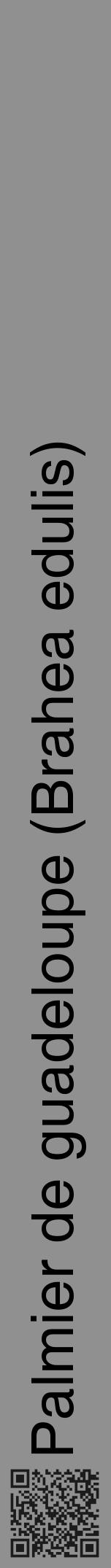 Étiquette de : Brahea edulis - format a - style noire4hel avec qrcode et comestibilité - position verticale