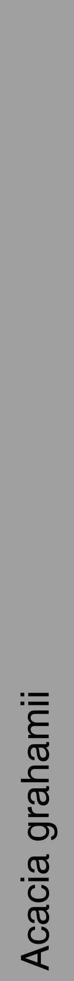 Étiquette de : Acacia grahamii - format a - style noire24hel avec comestibilité - position verticale