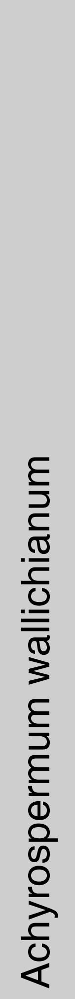 Étiquette de : Achyrospermum wallichianum - format a - style noire17hel avec comestibilité - position verticale