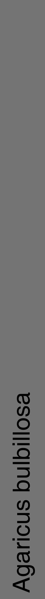 Étiquette de : Agaricus bulbillosa - format a - style noire26hel avec comestibilité - position verticale