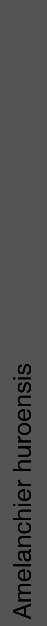 Étiquette de : Amelanchier huroensis - format a - style noire36hel avec comestibilité - position verticale