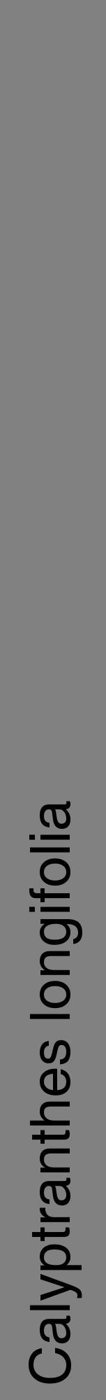 Étiquette de : Calyptranthes longifolia - format a - style noire50hel avec comestibilité - position verticale