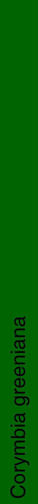 Étiquette de : Corymbia greeniana - format a - style noire8hel avec comestibilité