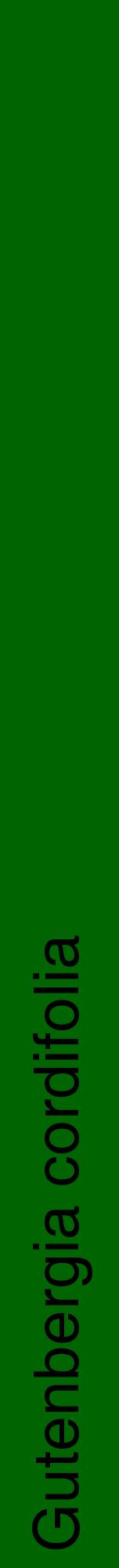 Étiquette de : Gutenbergia cordifolia - format a - style noire8hel avec comestibilité