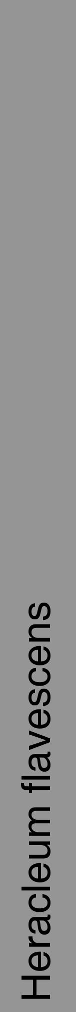 Étiquette de : Heracleum flavescens - format a - style noire16hel avec comestibilité - position verticale
