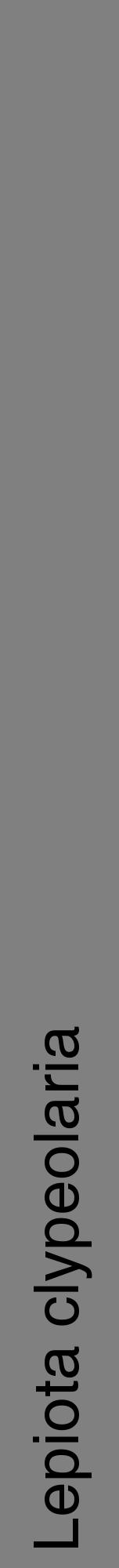 Étiquette de : Lepiota clypeolaria - format a - style noire57hel avec comestibilité