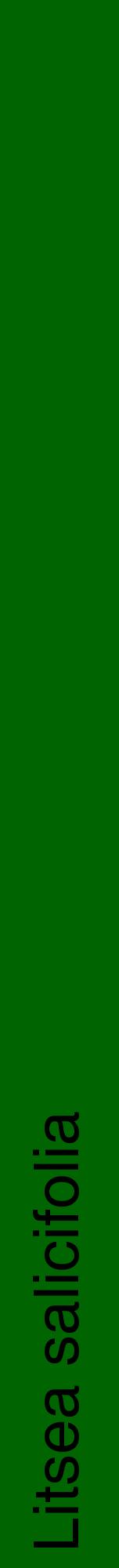 Étiquette de : Litsea salicifolia - format a - style noire8hel avec comestibilité