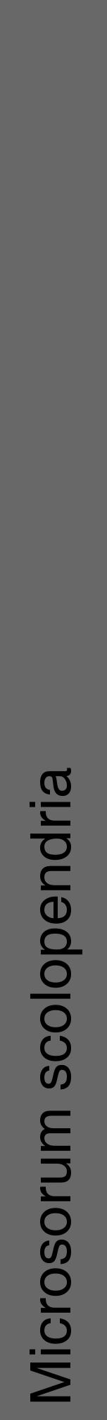 Étiquette de : Microsorum scolopendria - format a - style noire6hel avec comestibilité - position verticale