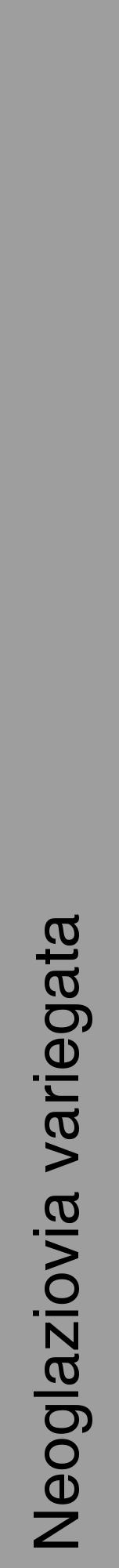 Étiquette de : Neoglaziovia variegata - format a - style noire23hel avec comestibilité - position verticale