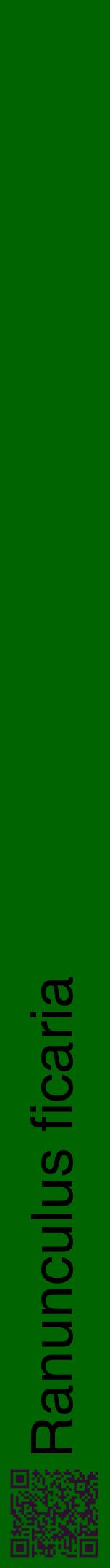 Étiquette de : Ranunculus ficaria - format a - style noire8hel avec qrcode et comestibilité