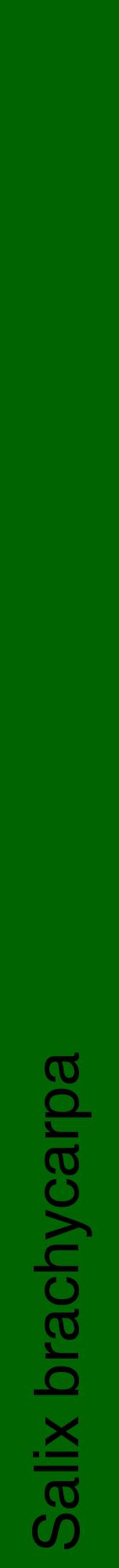 Étiquette de : Salix brachycarpa - format a - style noire8hel avec comestibilité