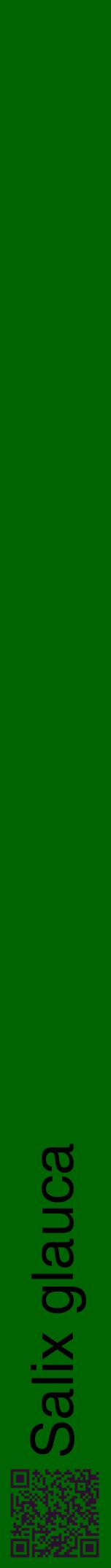 Étiquette de : Salix glauca - format a - style noire8hel avec qrcode et comestibilité